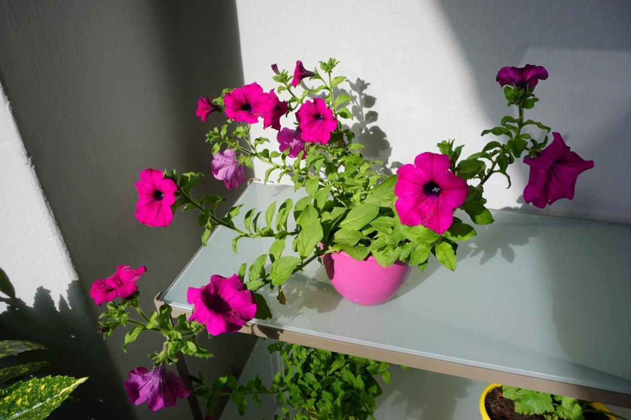 Nena Apartman Zadar